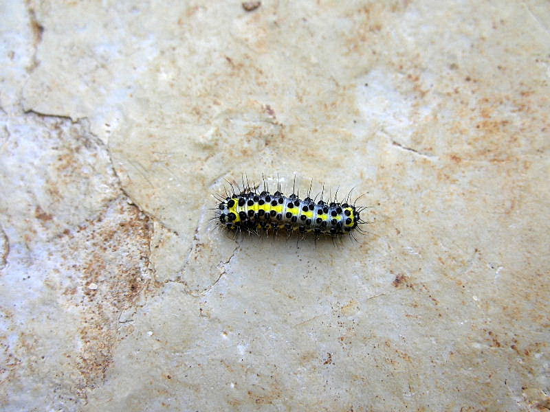 Identificazione bruco